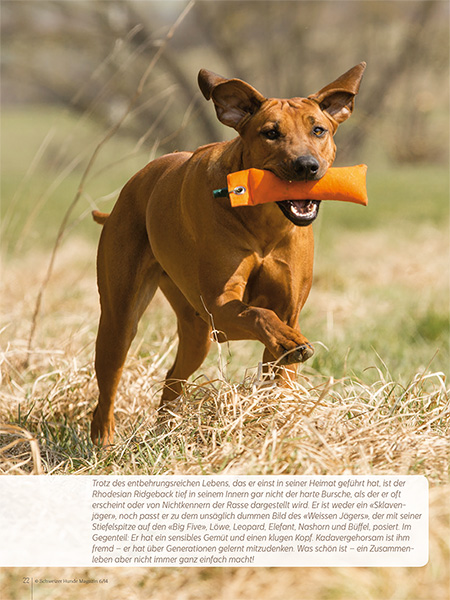 Rasseportrait Rhodesian Ridgeback im Schweizer Hunde Magazin