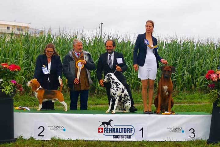 Rocket ist neu Schweizer Schönheits Champion & Schweizer Show Champion