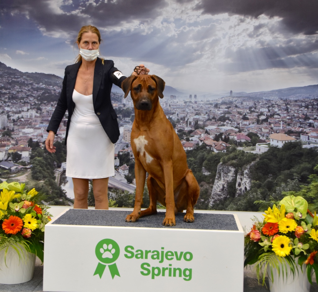 Zwei im RRCS stehende Zuchthunde erreichen ein weiteres Championat!