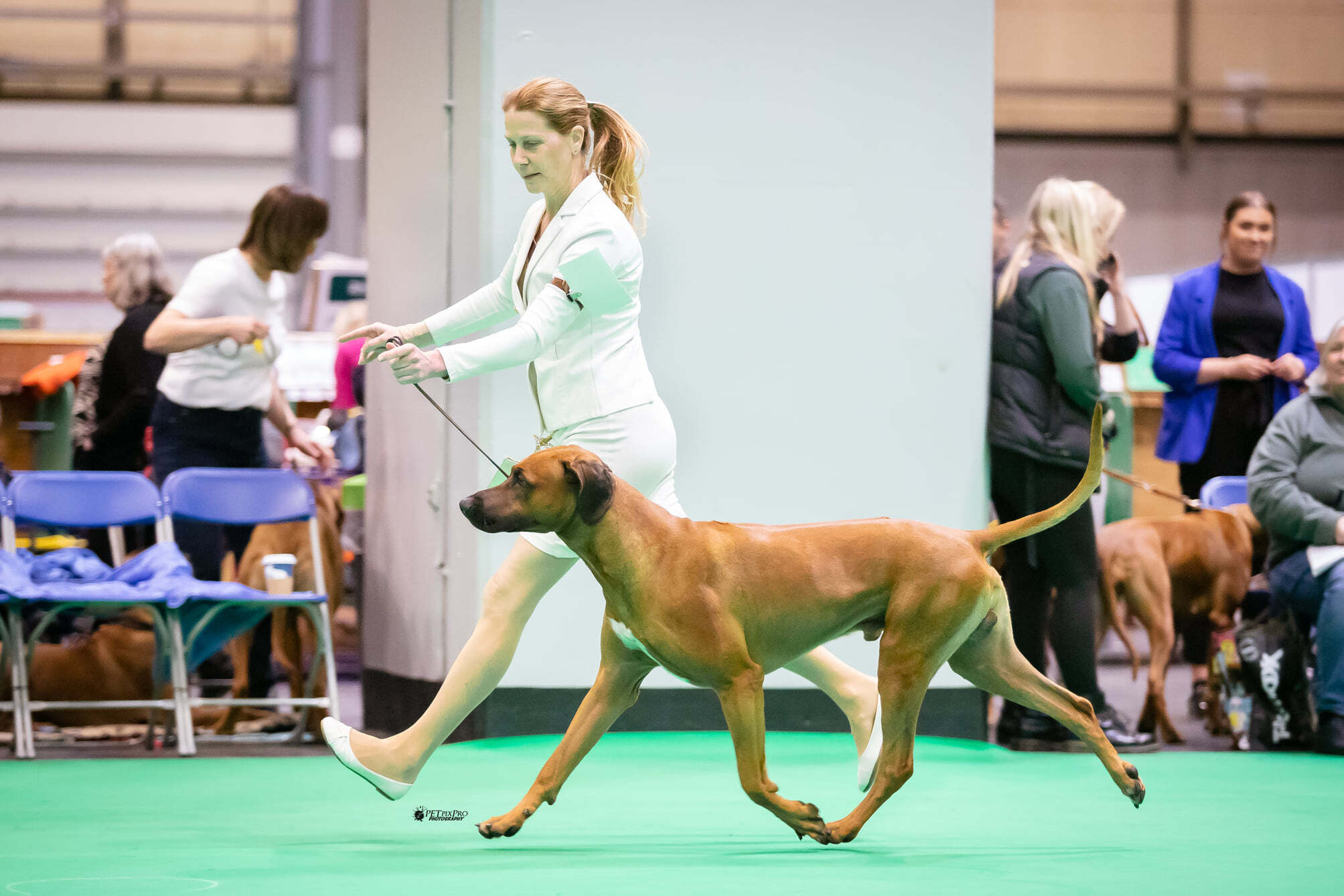 Livernose Rules Taittinger "Rocket" erfolgreich an den Crufts