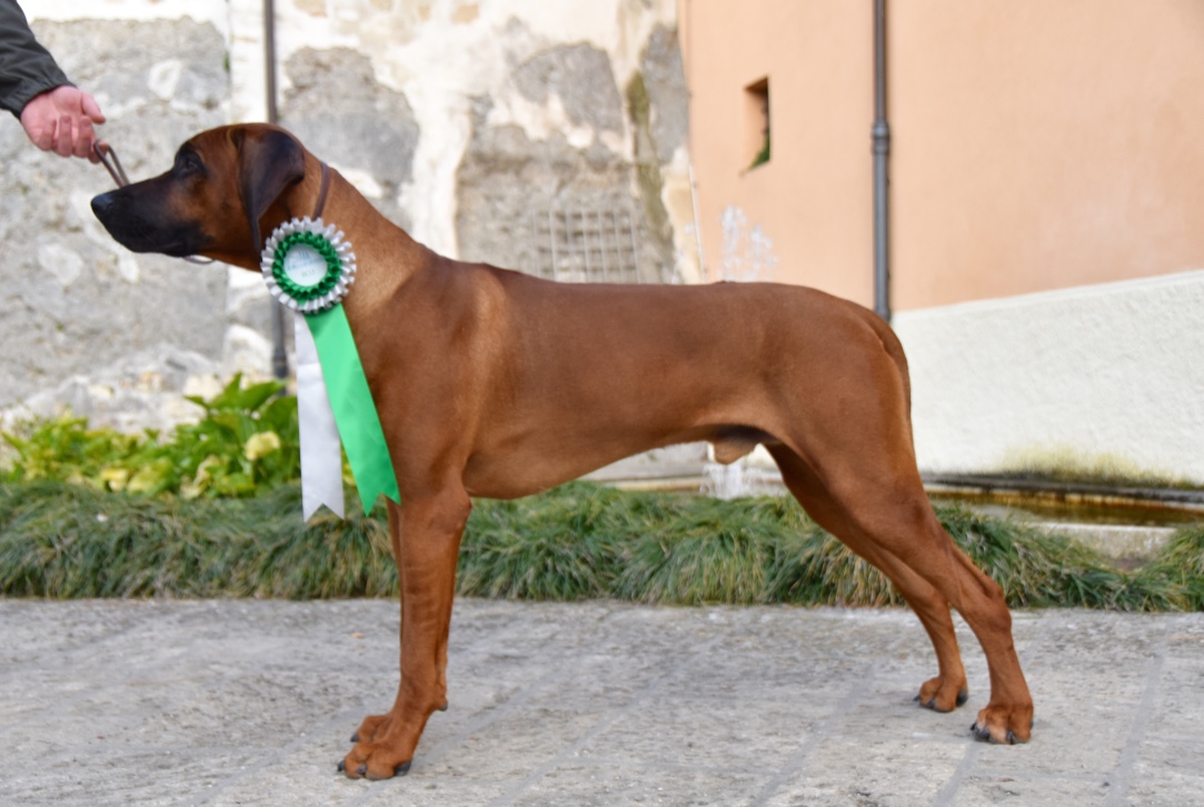 «Zeus» neu Jugend-Champion