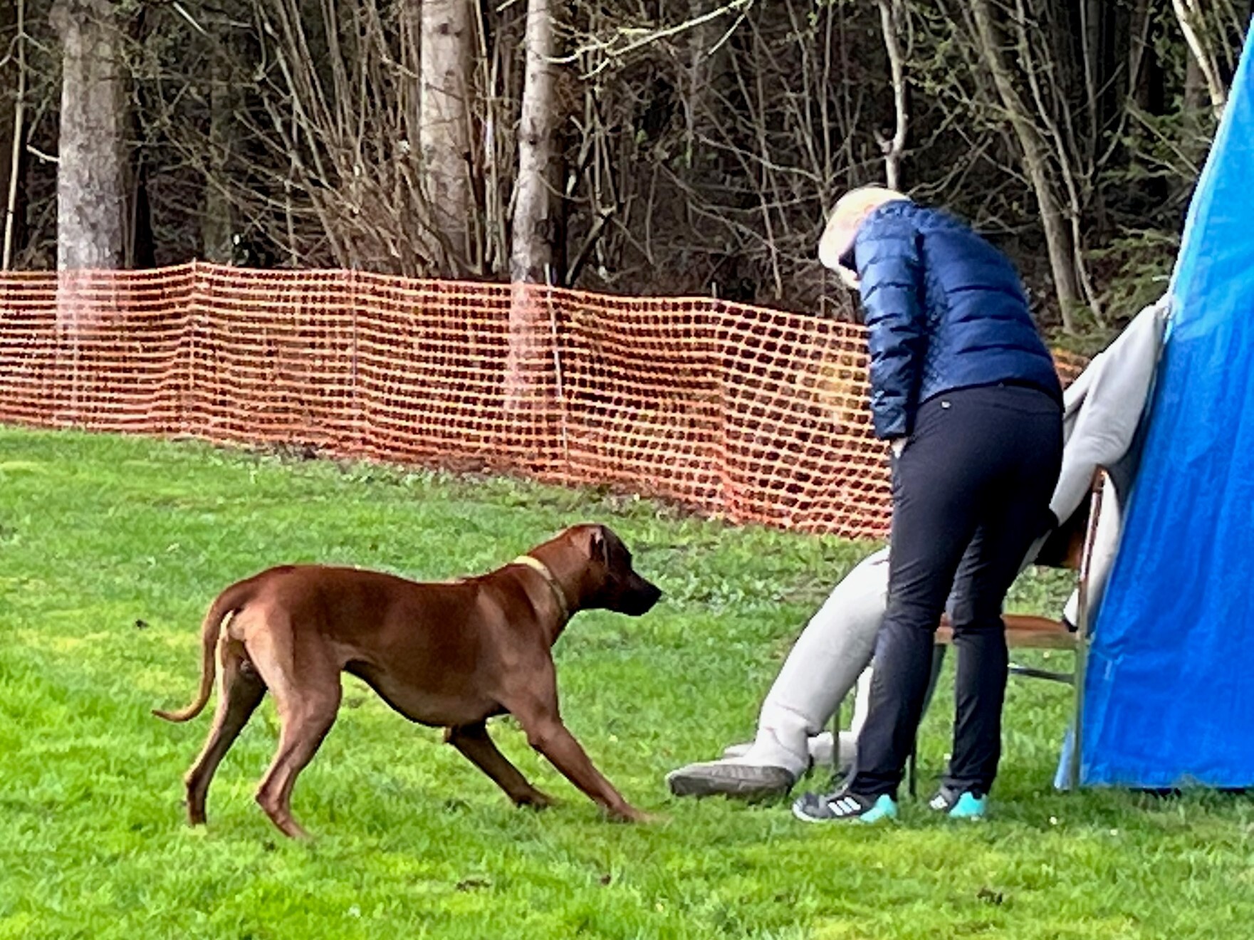 Honor of Flair HUGO of Muna Ya Kusino von Yvonne Hochheuser