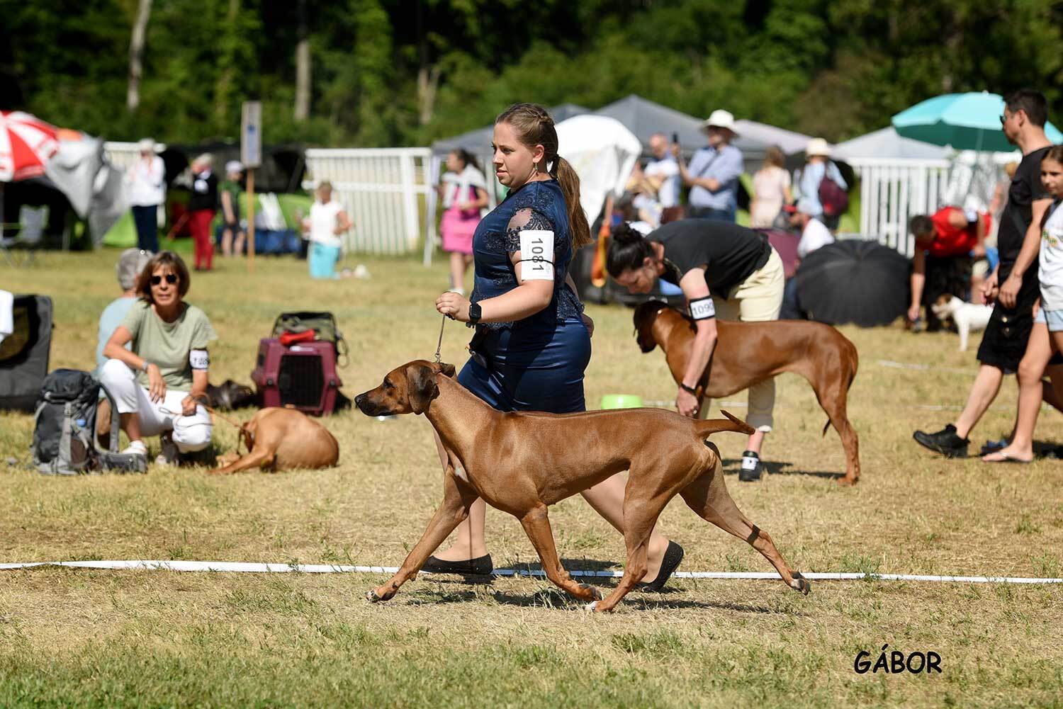 Hündin Godsent Muse Femme Fatale Star Fire "Latvija" neu Schweizer Champion