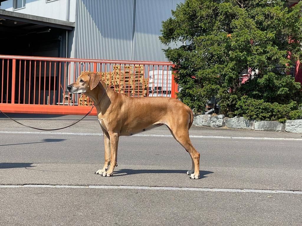 Nyala erreicht den Titel Schweizer Veteranen Schönheits Champion