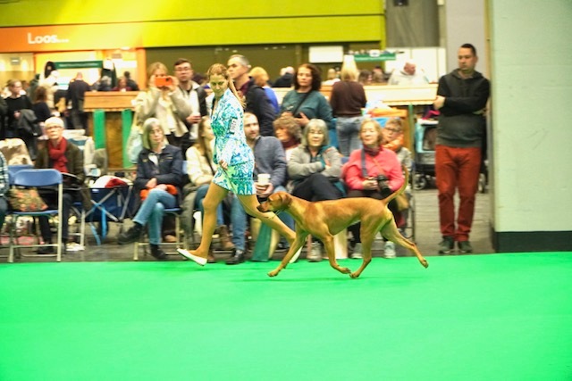 Die Hunde von Of Muna Ya Kusini an den Crufts