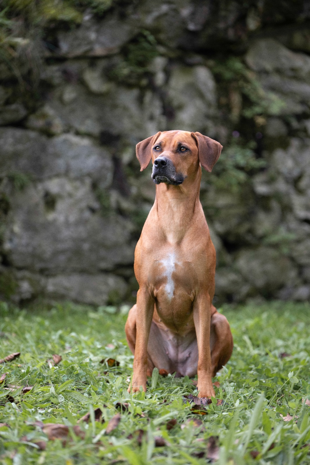 Lio ist neu Schweizer Sch&ouml;nheits Champion