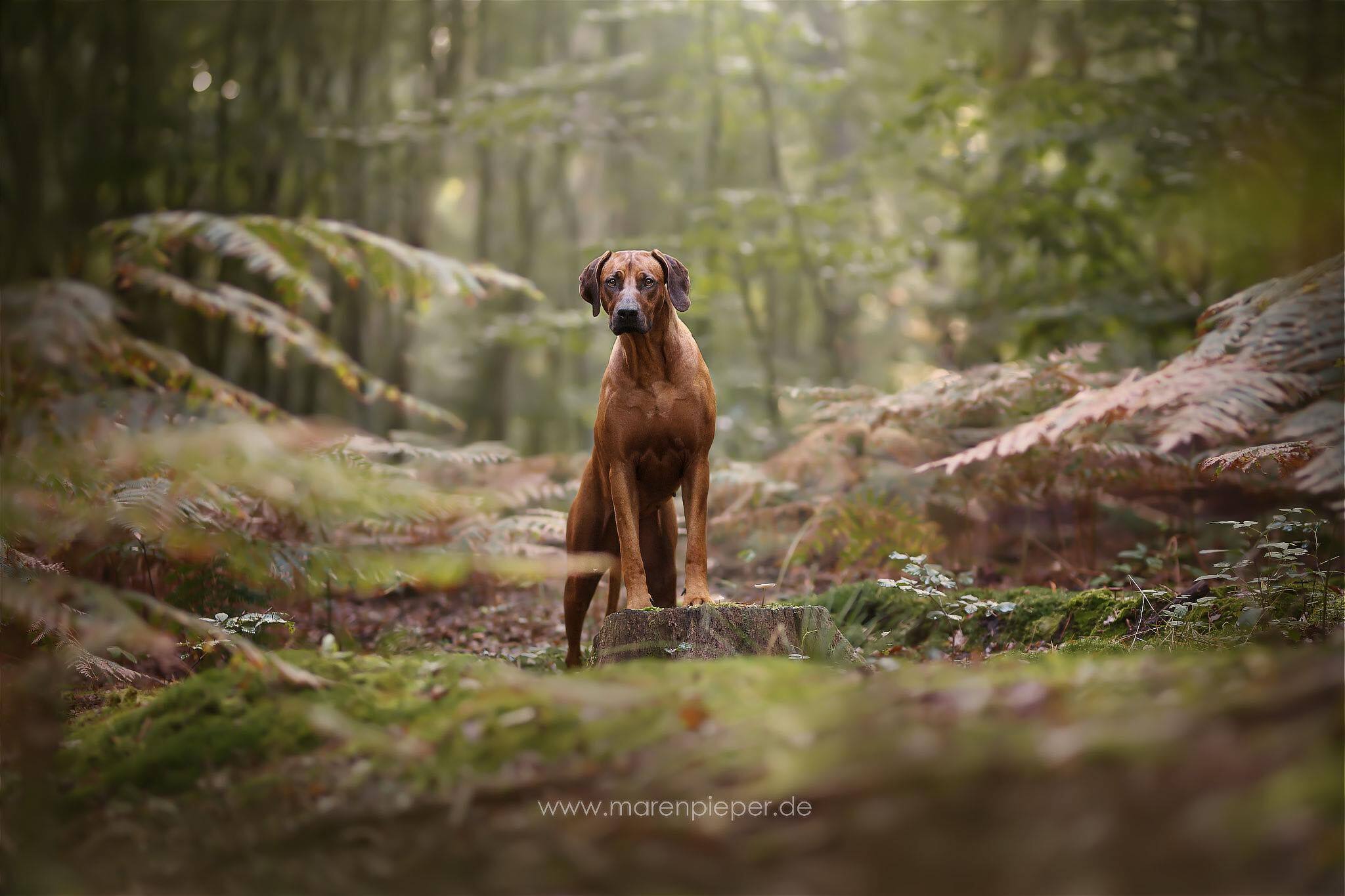 Rhodesian Ridgeback Club Schweiz - Gomez Navarro Ana Isabel, Kennel Mashona