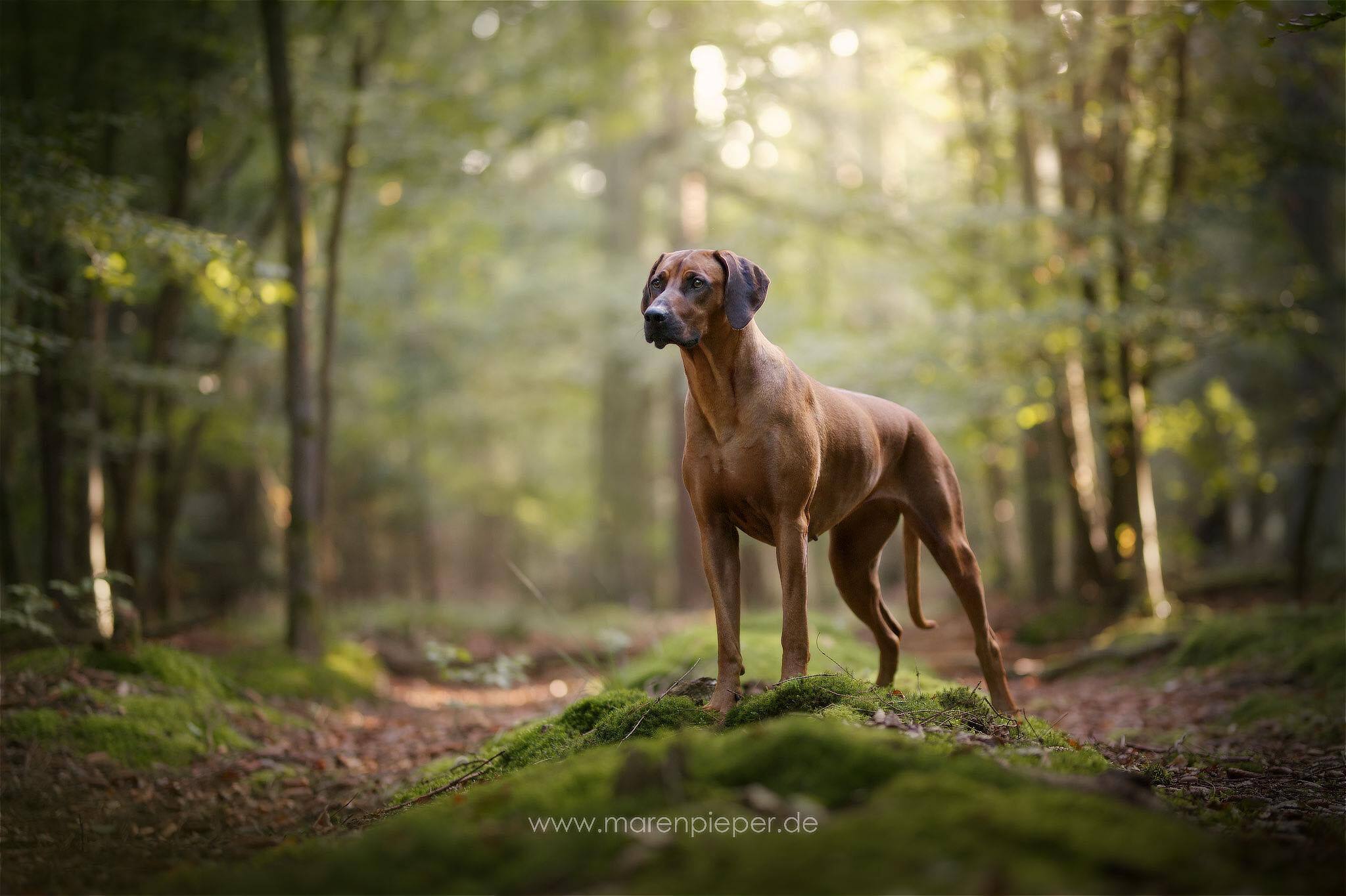 Rhodesian Ridgeback Club Schweiz - Gomez Navarro Ana Isabel, Kennel Mashona