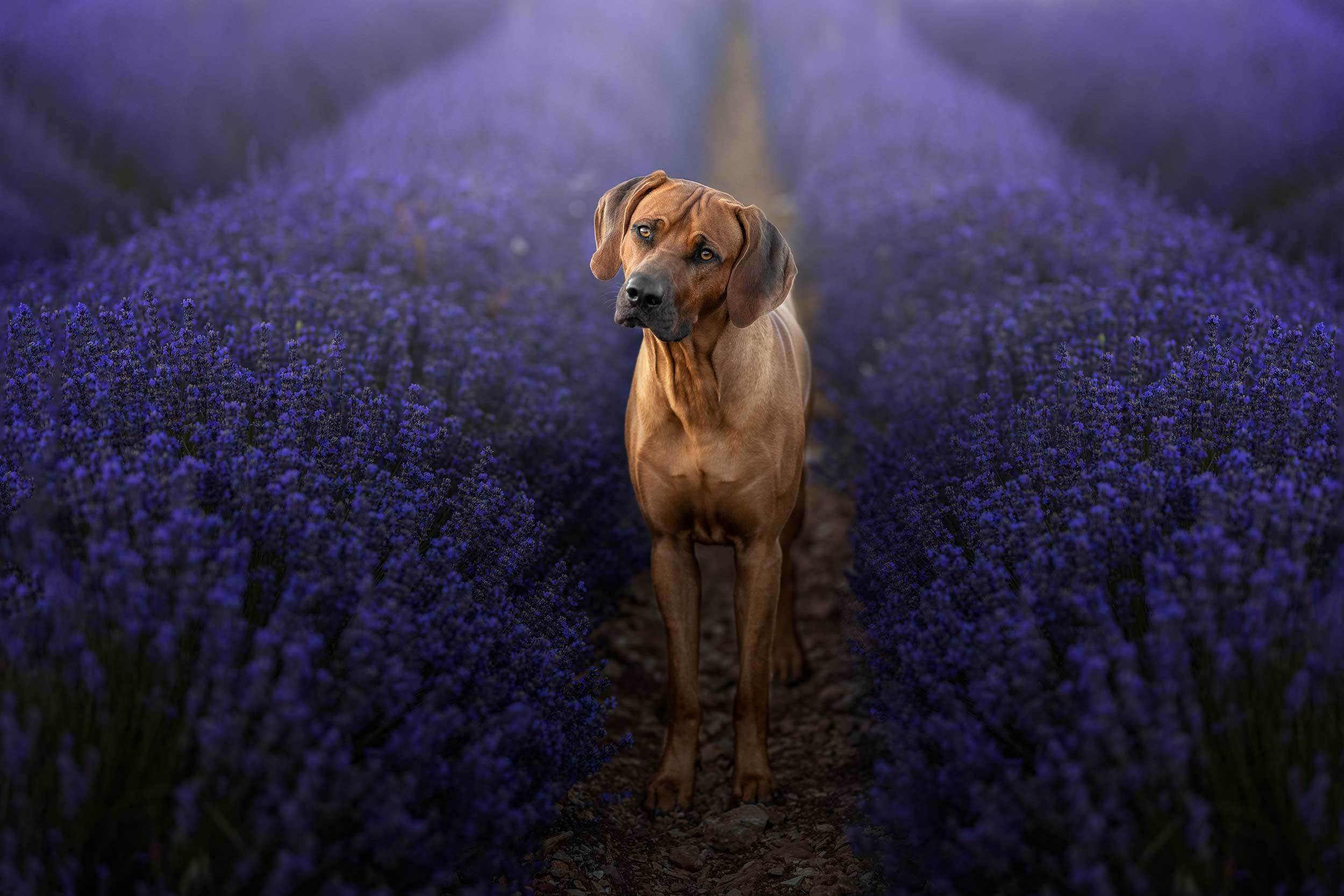 Rhodesian Ridgeback Club Schweiz - Katrin Mösch, Mashona DAHOMA Madaha