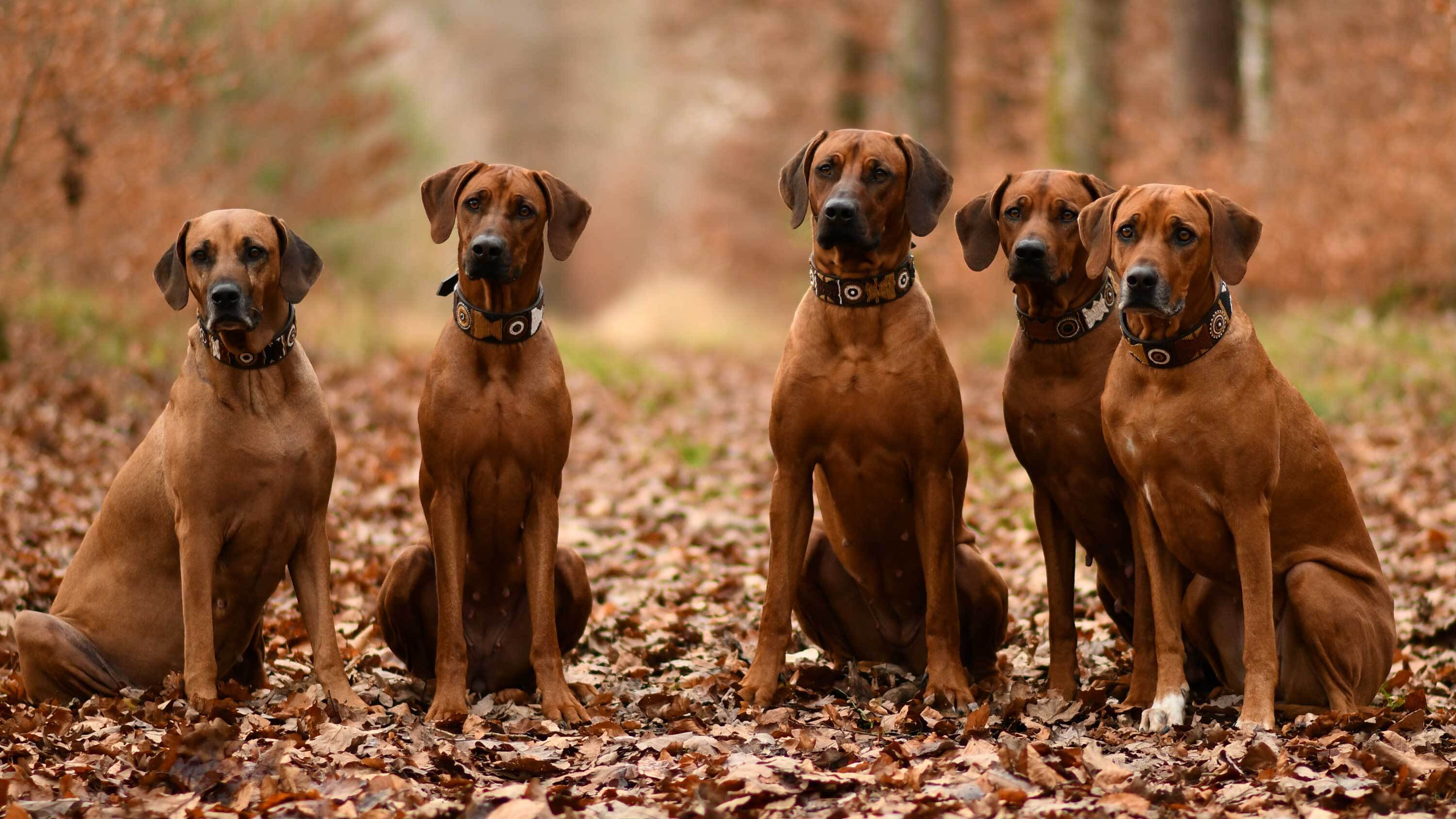 Rhodesian Ridgeback Club Schweiz - Gomez Navarro Ana Isabel, Kennel Mashona