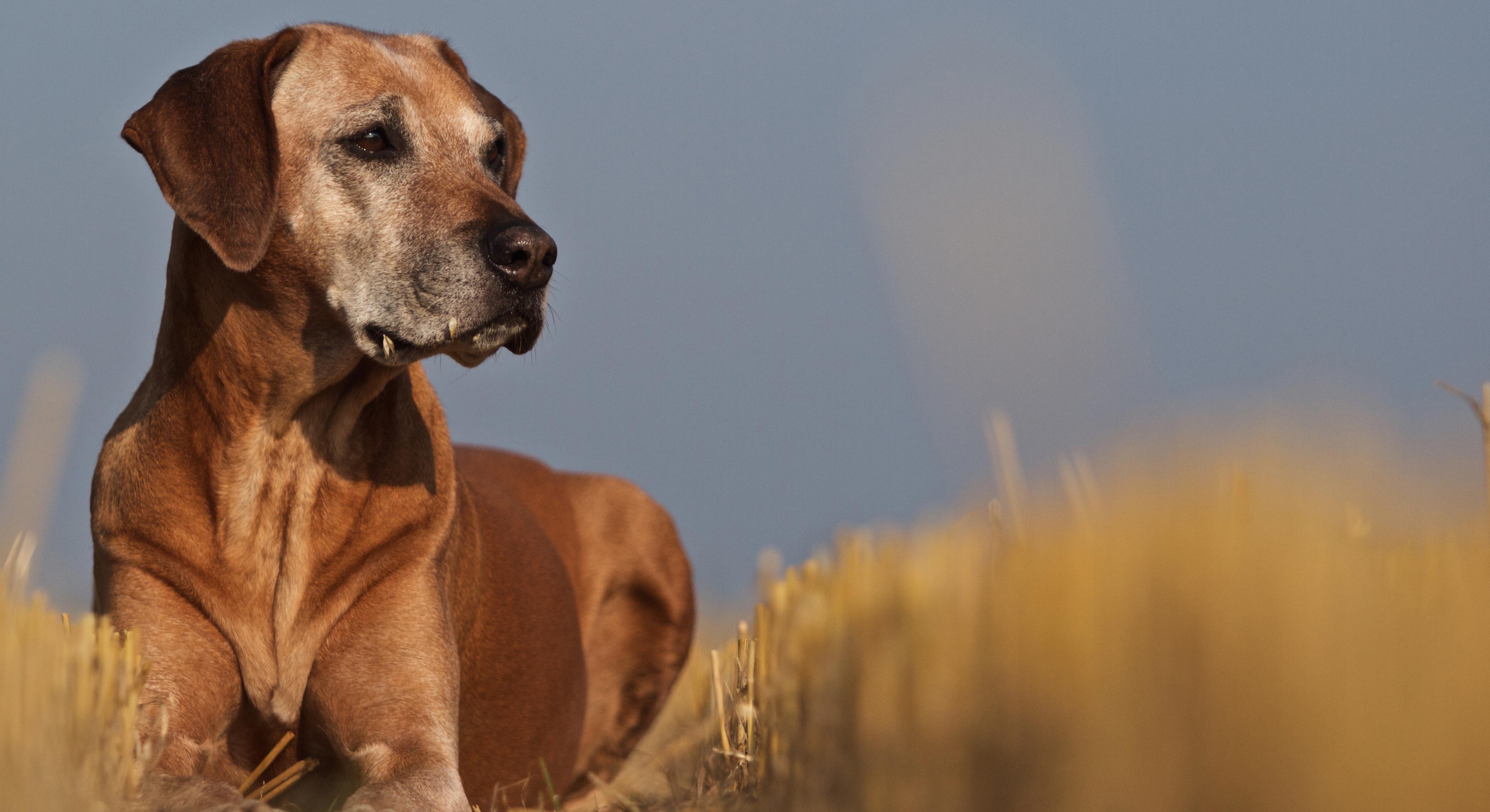 Rhodesian Ridgeback Club Schweiz