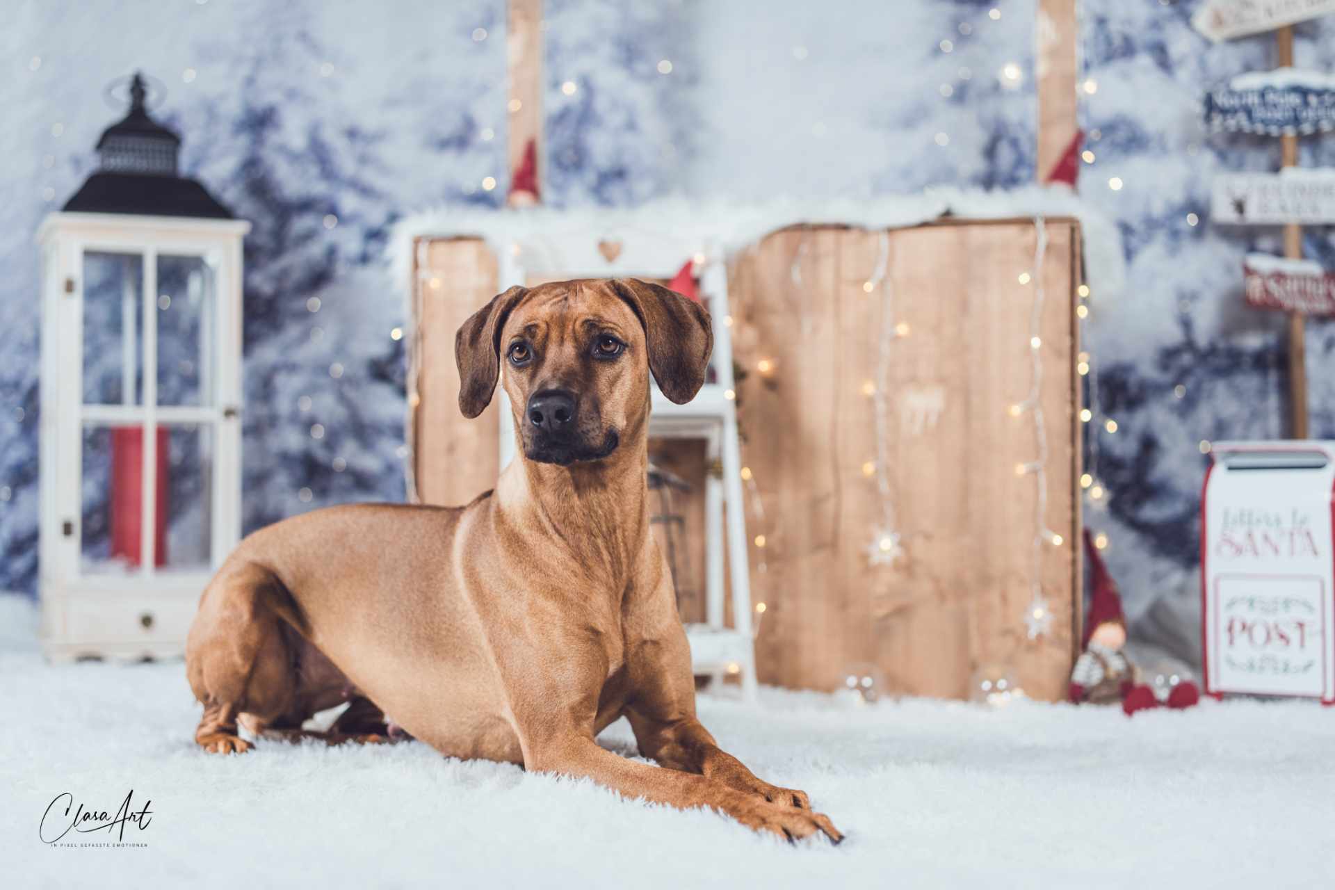 Shumbazino Hatia Feleena